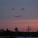 birds-smiling-150x150 birds-smiling-150x150