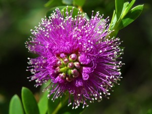 Purple-Flower-Burst-300x225 Purple-Flower-Burst-300x225