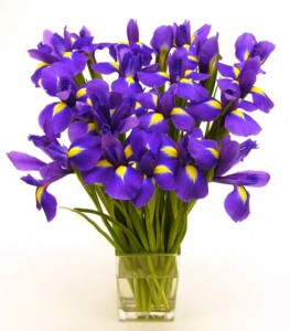 Irises-263x300