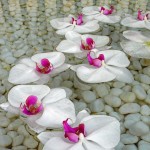 Dancing flowers Dancing flowers