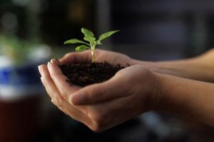 Hands with seedling