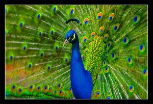 Peacock