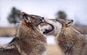 Wolves