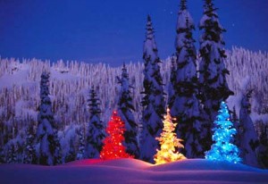 Christmas Trees