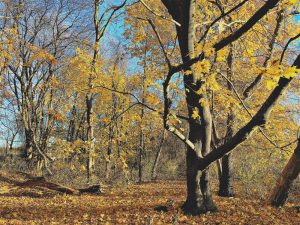 golden-trees
